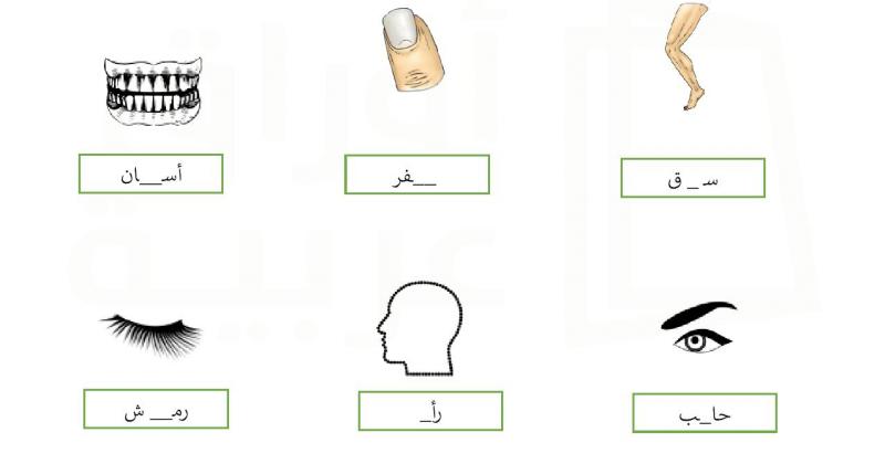 أجزاء الجسم 5 الحرف الناقص أوراق عربية